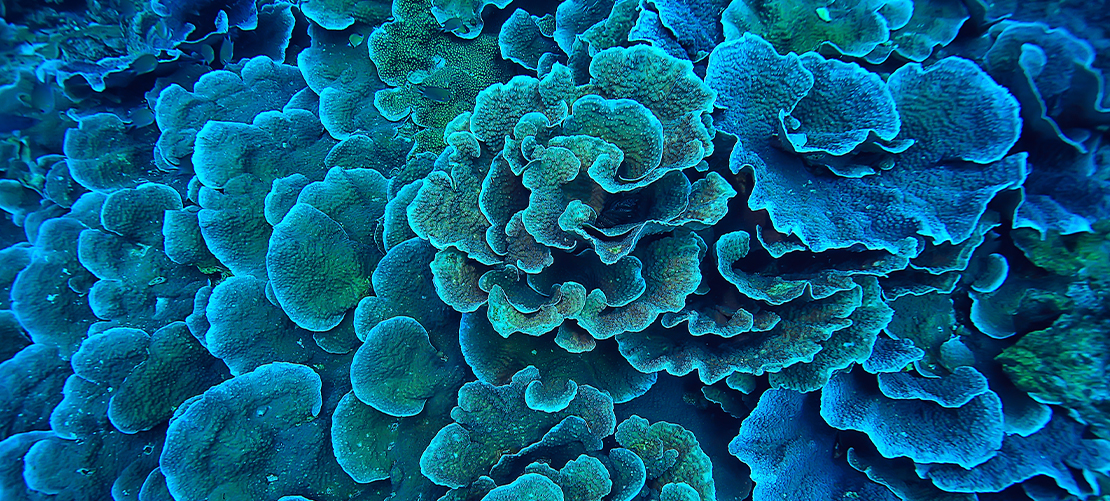 Chairman of Hearings Committee rejects appeal against Panel Executive's mandatory offer ruling in relation to Third Point Investors Limited Chairman of Hearings Committee rejects appeal against Panel Executive's mandatory offer ruling in relation to Third Point Investors Limited